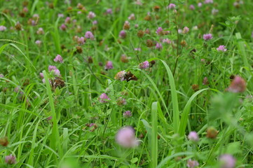 Purple Clover Flowers in a Meadow