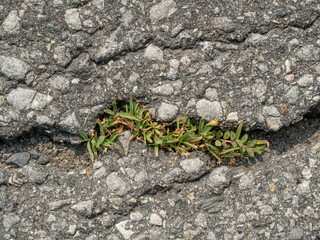 Grass growing through a crack in the asphalt