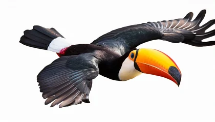 Plexiglas schilderij Toekan beautiful flying toucan isolated on a white background for use in nature themed designs and education materials and transparent background  © Elliot
