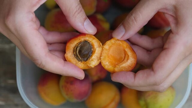 A woman splitting an apricot in two. Close up.