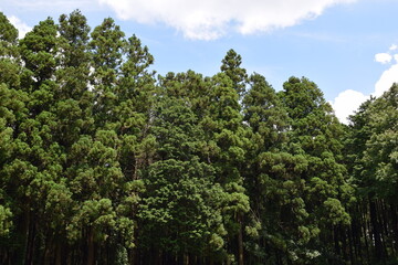 スギの木 針葉樹林