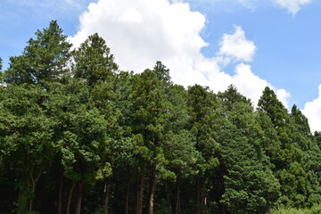 スギの木 針葉樹林