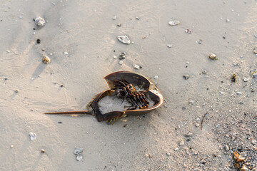 Horseshoe crab on the beach © Christopherab