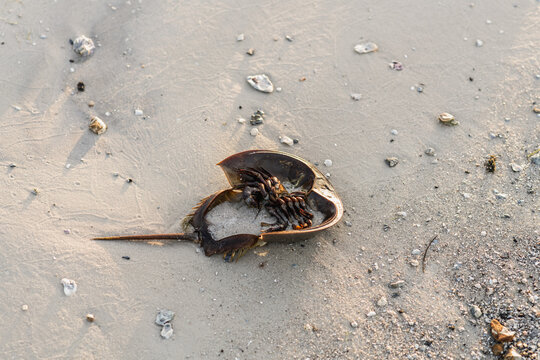 Horseshoe crab on the beach