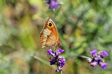 large ox-eye on lavender