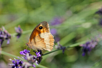 large ox-eye on lavender