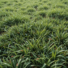 Grass at ground level