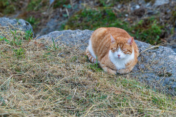 One Orange and White Tabby Cat Resting Outdoors.
