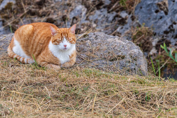 One Orange and White Tabby Cat Resting Outdoors.