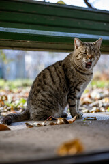 A tabby cat sits on a ground covered with autumn leaves, under a green wooden park bench, under autumn dappled natural light. The cat is yawning.