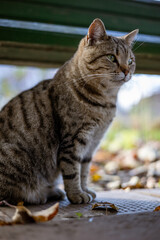 A tabby cat sits on a ground covered with autumn leaves, under a green wooden park bench, under autumn dappled natural light.