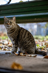 A tabby cat sits on a ground covered with autumn leaves, under a green wooden park bench, under autumn dappled natural light.