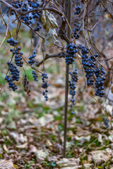 Bunches of tasteless, dark purple grapes, unsuitable for wine, hang on a vine with autumn leaves, remaining as winter bird food.