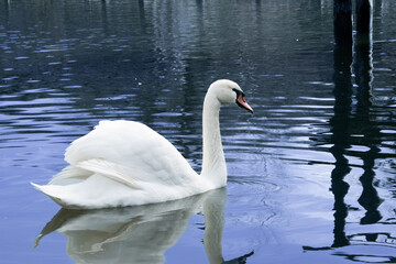 Beautiful white swan on the lake
