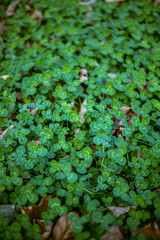 Dense green clover covers the ground, interspersed with scattered dry brown fallen leaves, forming a textured natural carpet under natural light.
