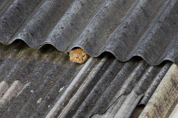 domestic yellow kitten hiding under the gap in the corrugated tile roof of the neighbor's house in the afternoon sun