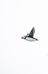 atlantic puffin in flight