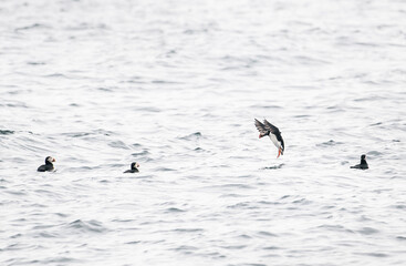 atlantic puffin in flight landing on water