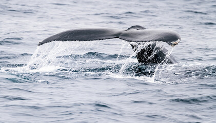 Fototapeta premium humpback whale fins in the water
