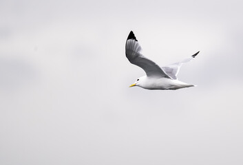 seagull in flight