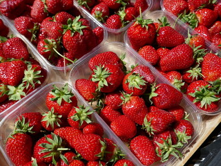 Fresh strawberries displayed for sale in sunny outdoor farmers market