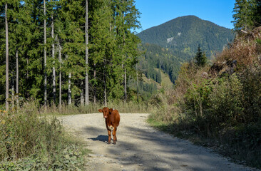 A lone calf stands on a dusty road, surrounded by lush green forest and mountains in the distance, under a clear blue sky, exuding a sense of tranquility and natural beauty