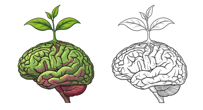 Illustration showing a brain with a plant growing out of it, next to a line drawing brain