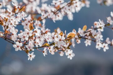 blooming cherry tree