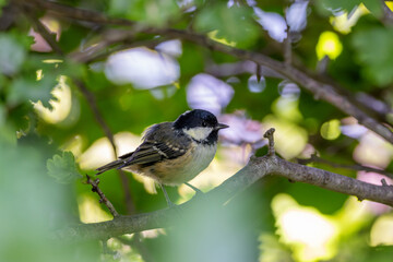 Coal Tit (Periparus ater) in Father Collins Park, Dublin – common in Irish woodlands and gardens