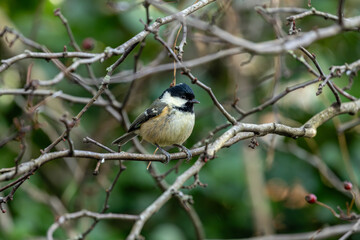 Coal Tit (Periparus ater) in Father Collins Park, Dublin – common in Irish woodlands and gardens