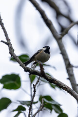 Coal Tit (Periparus ater) in Father Collins Park, Dublin – common in Irish woodlands and gardens