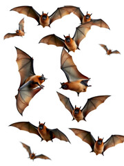 Multiple flying bats in motion isolated on white background