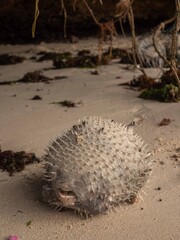 dead puffer fish on the beach