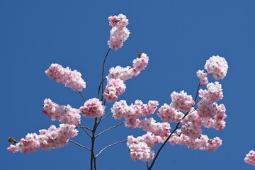 cherry blossom against blue sky