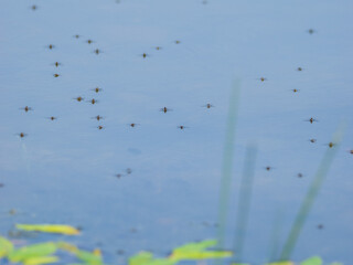 Water striders in lake