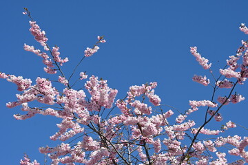 cherry blossom against blue sky