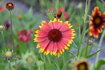 Common Blanketflower