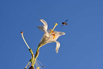 White Lily and a Bee