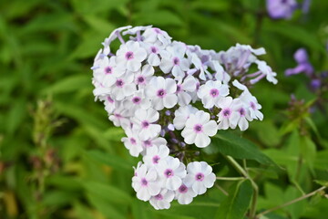 Bunch of Phlox
