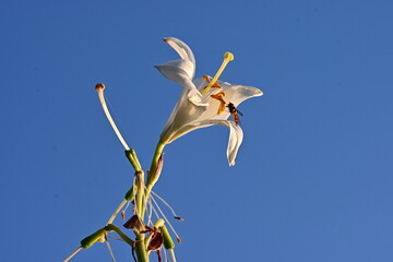White Lily and a bee