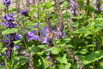Bees on  a hyssop plant