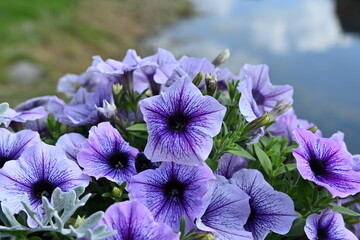 Purple Petunia