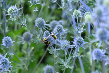 Buff-Tail on a Blue thistle
