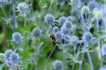 Buff-Tail on a Blue thistle