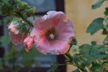Pink Hollyhock