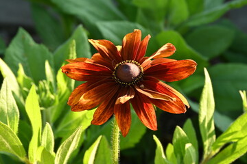 Orange Coneflower