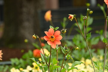 Bee on a Garden Dahlia