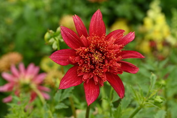 Anemone Flowered Dahlia