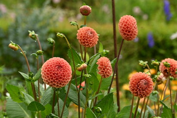 Red Orange Dahlia Bantling