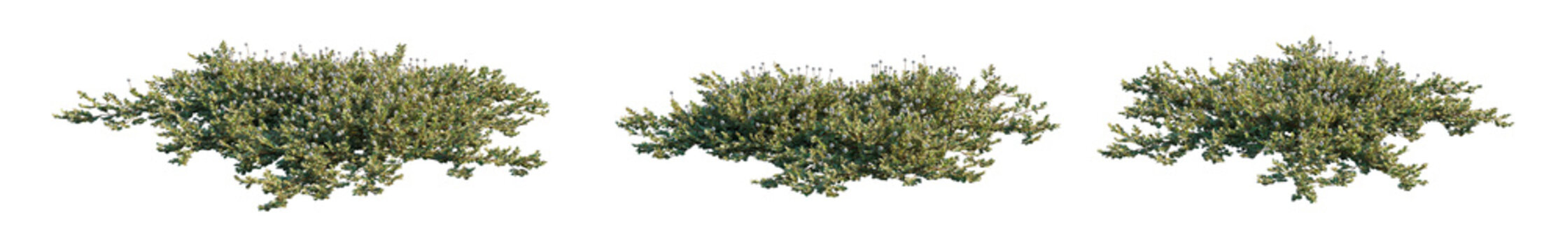 Acaena microphylla (New Zealand Burr or Bronze New Zealand Burr) isolated groundcover png plant on transparent background premium cutout